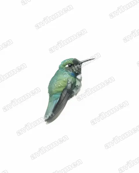 Illustration Aquarelle : Schistes albogularis (Colibri à collier blanc)