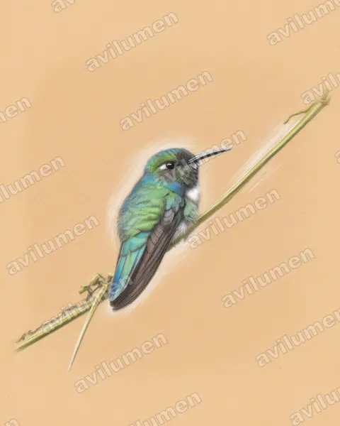 Illustration Crayon de couleur : Schistes albogularis (Colibri à collier blanc)