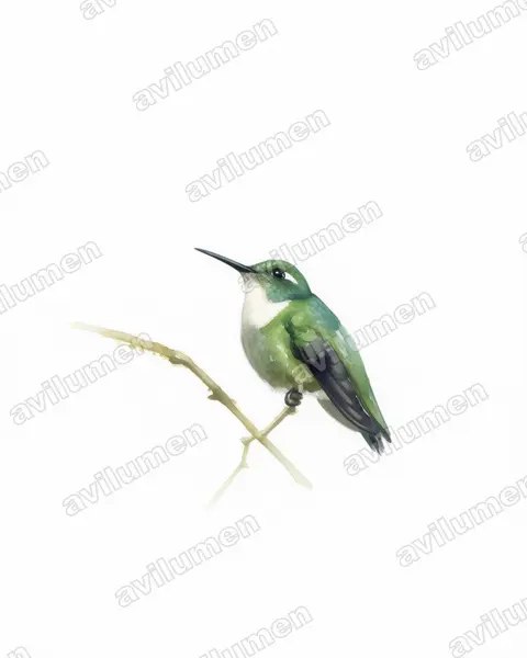 Illustration im Stil Aquarell: Ost-Bunthalskolibri (Schistes geoffroyi)