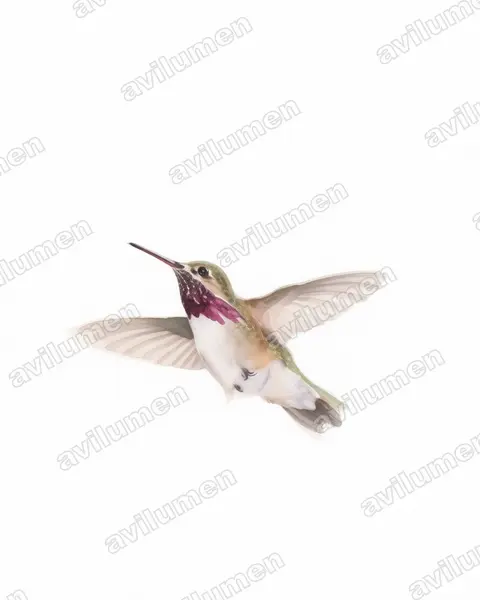 Watercolor illustration: Selasphorus calliope (Calliope hummingbird)