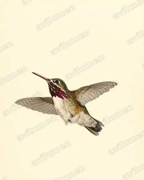 Vintage plate illustration: Selasphorus calliope (Calliope hummingbird)