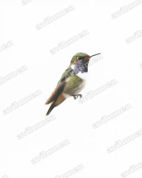 Watercolor illustration: Selasphorus flammula (Volcano hummingbird)