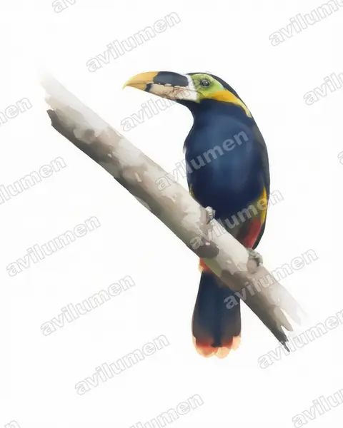 Ilustración en Acuarela: Selenidera gouldii (Tucanete de Gould)
