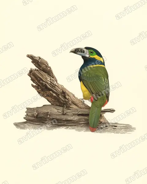 Ilustración en Lámina antigua: Selenidera maculirostris (Tucancito de pico maculado)
