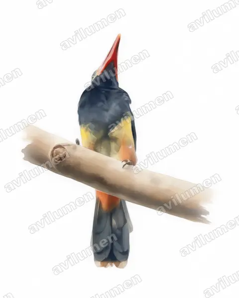 Illustration Aquarelle : Selenidera nattereri (Toucanet de Natterer)