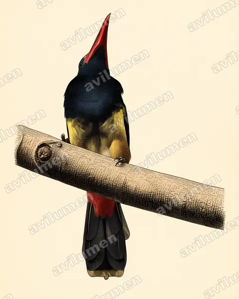 Illustration Planche ancienne : Selenidera nattereri (Toucanet de Natterer)