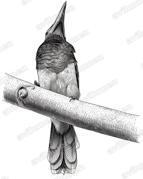 Illustration Encre : Selenidera nattereri (Toucanet de Natterer)