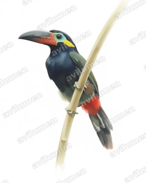 Watercolor illustration: Selenidera piperivora (Guianan toucanet)