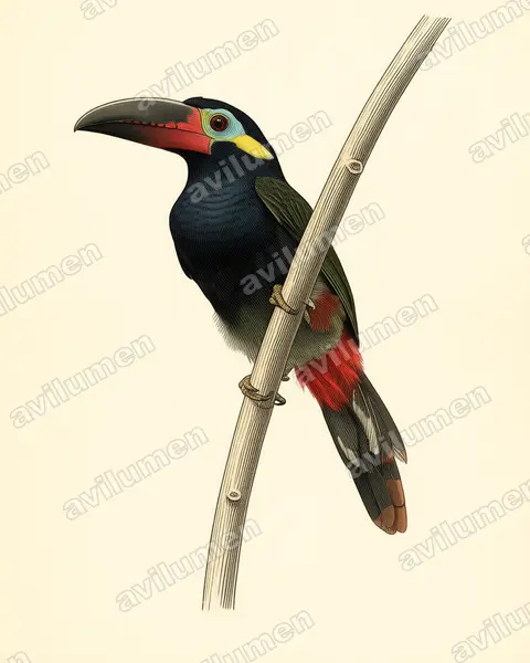 Vintage plate illustration: Selenidera piperivora (Guianan toucanet)