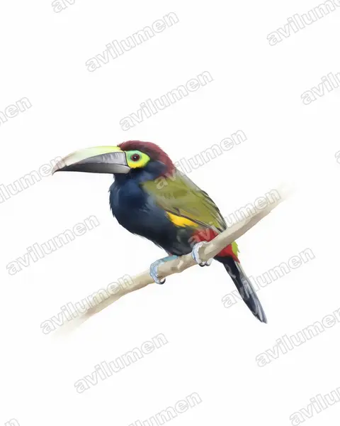 Illustration Aquarelle : Selenidera spectabilis (Toucanet à oreilles d'or)