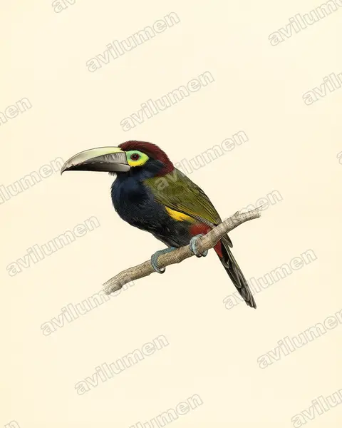 Illustration Planche ancienne : Selenidera spectabilis (Toucanet à oreilles d'or)