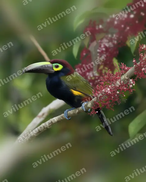 Illustration Réaliste : Selenidera spectabilis (Toucanet à oreilles d'or)