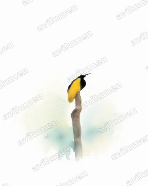 Watercolor illustration: Seleucidis melanoleucus (Twelve-wired Bird-of-paradise)