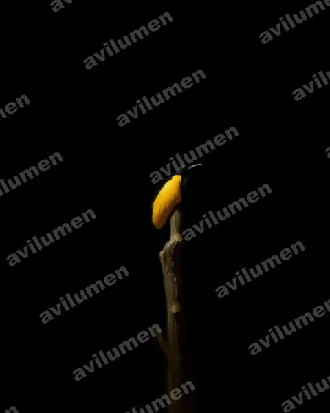 Oil illustration: Seleucidis melanoleucus (Twelve-wired Bird-of-paradise)
