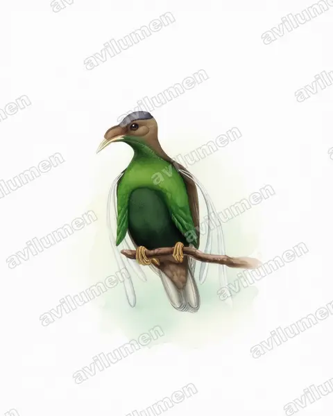 幡羽风鸟（Semioptera wallacii）的水彩插画