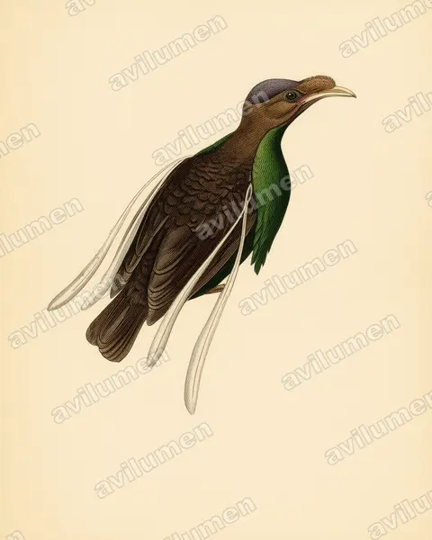 幡羽风鸟（Semioptera wallacii）的古典图版插画