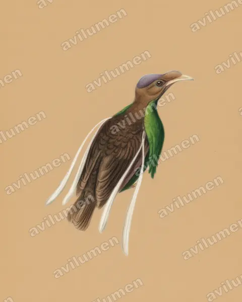 幡羽风鸟（Semioptera wallacii）的彩色铅笔插画