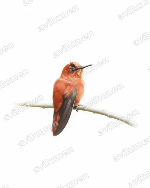 Illustration Aquarelle : Sephanoides fernandensis (Colibri robinson)