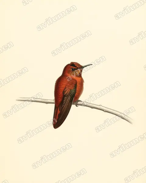 Illustration Planche ancienne : Sephanoides fernandensis (Colibri robinson)