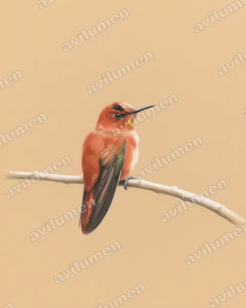 Illustration Crayon de couleur : Sephanoides fernandensis (Colibri robinson)