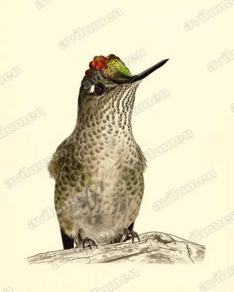 Vintage plate illustration: Sephanoides sephaniodes (Green-backed firecrown)