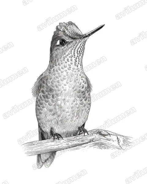 Ink illustration: Sephanoides sephaniodes (Green-backed firecrown)