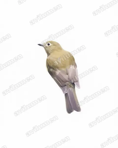 Illustration im Stil Aquarell: Olivaceous Piha (Snowornis cryptolophus)