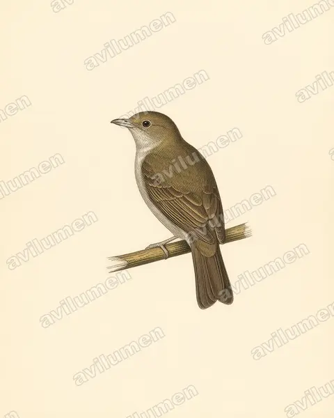 Illustration im Stil Historische Tafel: Olivaceous Piha (Snowornis cryptolophus)