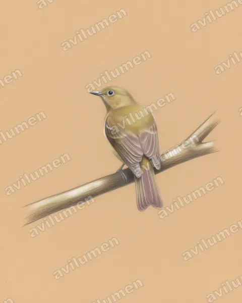 Illustration im Stil Buntstift: Olivaceous Piha (Snowornis cryptolophus)