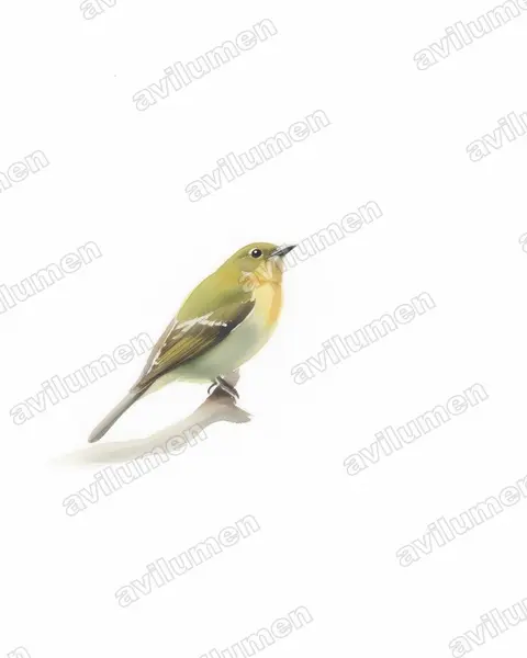 Grey-tailed Piha（Snowornis subalaris）的水彩插画