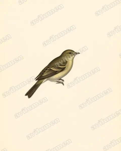 Grey-tailed Piha（Snowornis subalaris）的古典图版插画