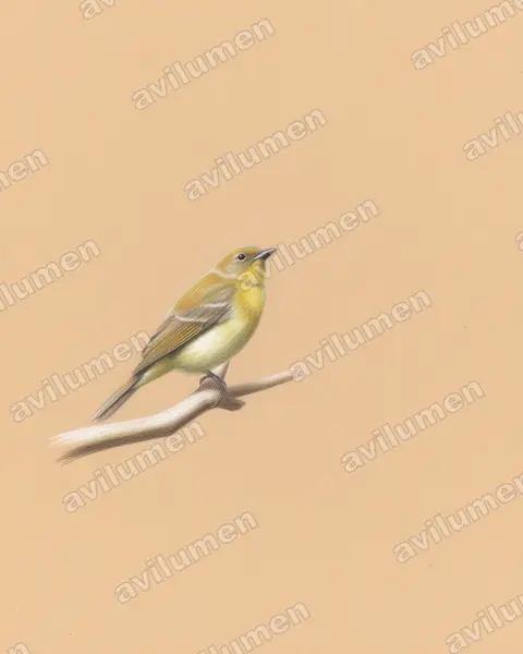 Grey-tailed Piha（Snowornis subalaris）的彩色铅笔插画
