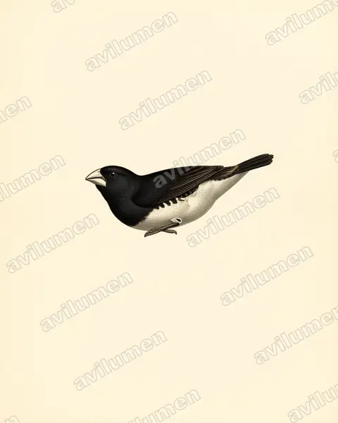 黑白文鸟（Spermestes bicolor）的古典图版插画