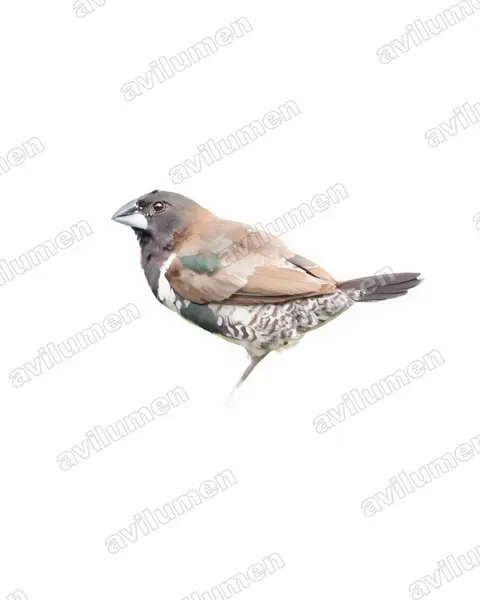 Watercolor illustration: Spermestes cucullata (Bronze mannikin)