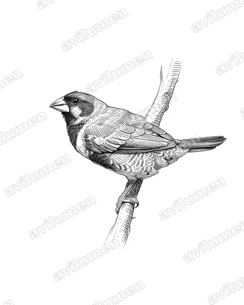 Ink illustration: Spermestes cucullata (Bronze mannikin)