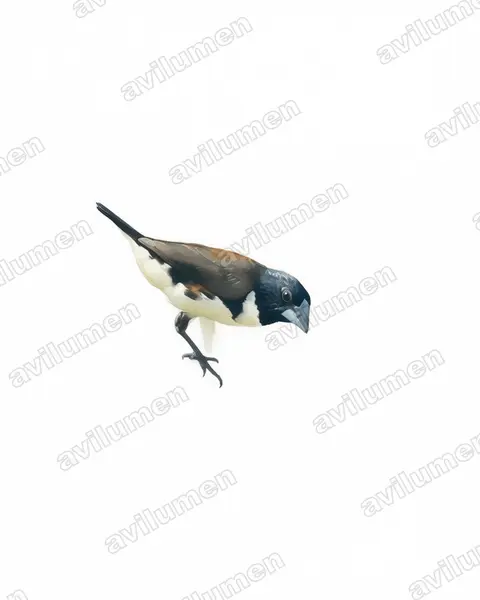 Watercolor illustration: Spermestes fringilloides (Magpie mannikin)