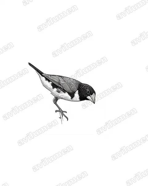 Ink illustration: Spermestes fringilloides (Magpie mannikin)