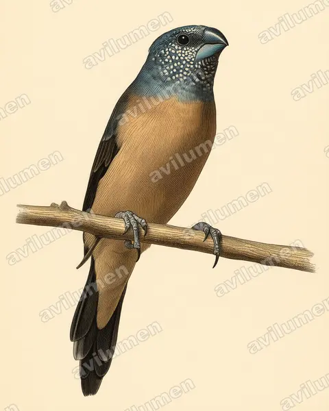 Ilustración en Lámina antigua: Spermestes griseicapilla (Odontospiza caniceps)