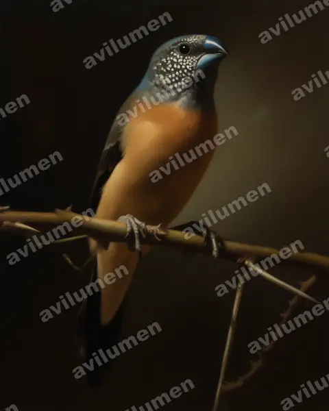 Ilustración en Óleo: Spermestes griseicapilla (Odontospiza caniceps)