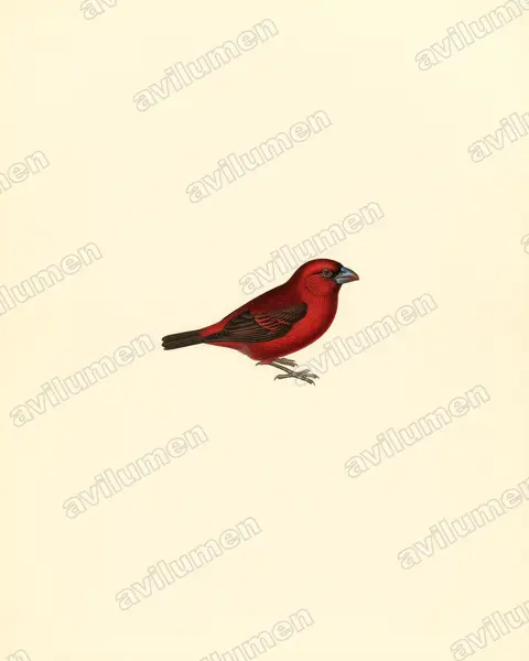 Vintage plate illustration: Spermophaga haematina (Western bluebill)