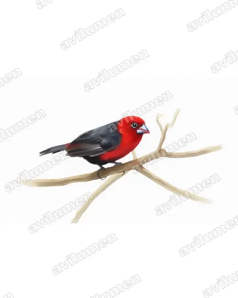 Ilustración en Acuarela: Spermophaga ruficapilla (Estrilda piquigorda cabecirroja)
