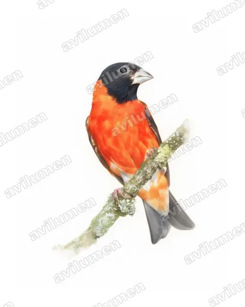 Watercolor illustration: Spinus cucullatus (Carduelis cucullata)
