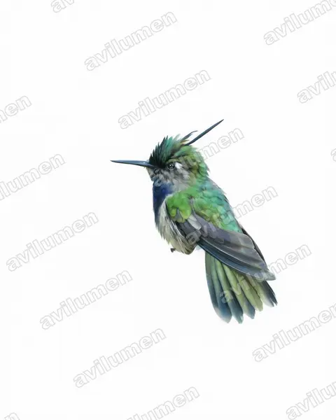 Ilustración en Acuarela: Stephanoxis lalandi (Colibrí copetón norteño)