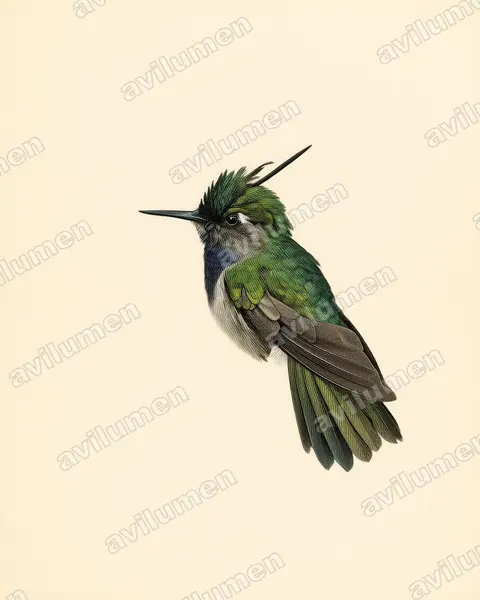 Ilustración en Lámina antigua: Stephanoxis lalandi (Colibrí copetón norteño)