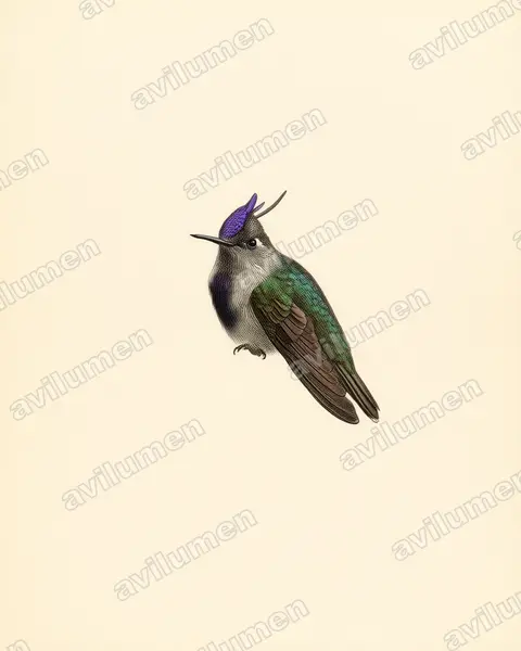 Illustration im Stil Historische Tafel: Violetthaubenelfe (Stephanoxis loddigesii)