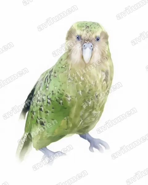 Illustration im Stil Aquarell: Kakapo (Strigops habroptila)