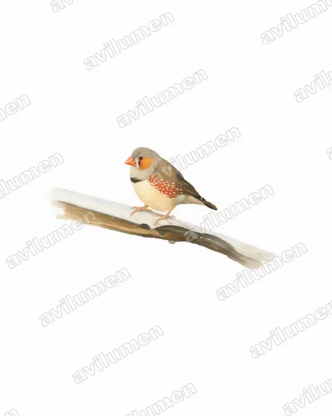 Watercolor illustration: Taeniopygia guttata (Sunda zebra finch)