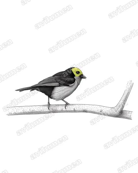 Ink illustration: Tangara chilensis (Paradise tanager)