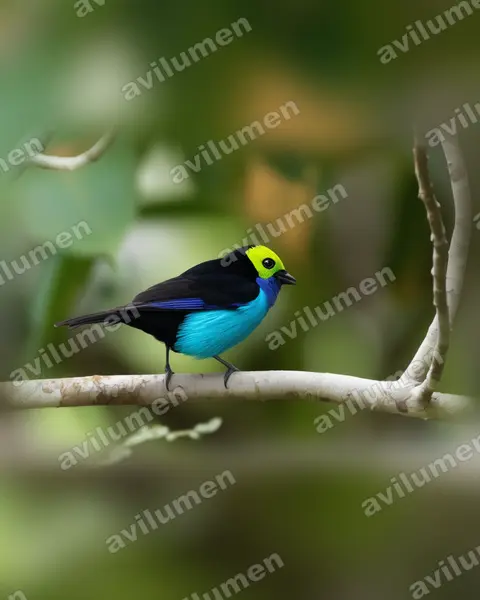 Realistic illustration: Tangara chilensis (Paradise tanager)