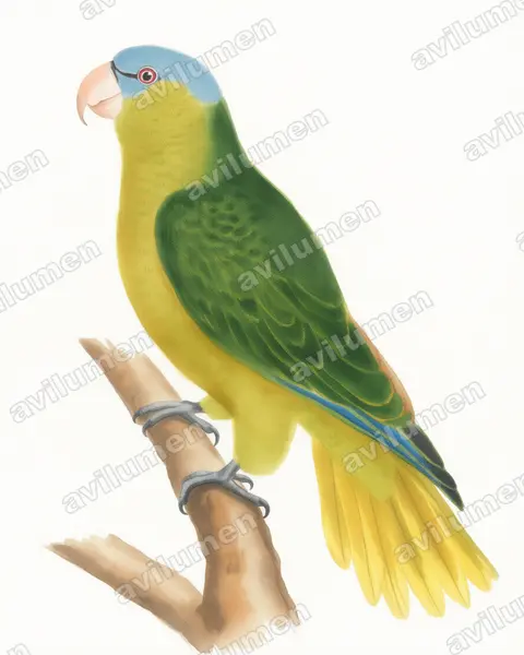 Illustration Aquarelle : Tanygnathus gramineus (Perruche de Buru)